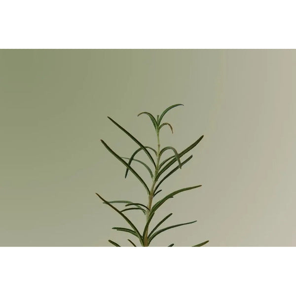 Aromatica Rosemary Scalp Scaling Shampoo (shampoo De Romero)